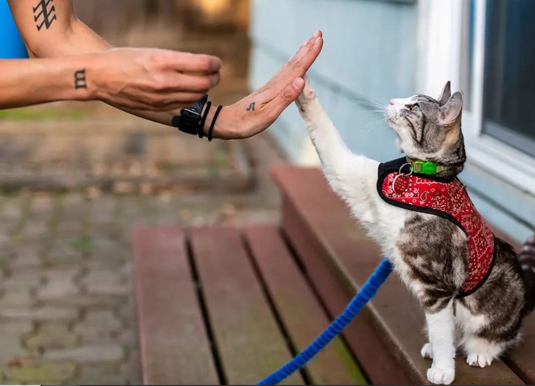 Wajib Coba! Begini Cara Melatih Kucing agar Patuh dan Pintar ala Pecinta Kucing Berpengalaman