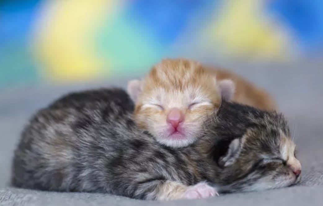 Cara Merawat Anak Kucing Ras Baru Lahir