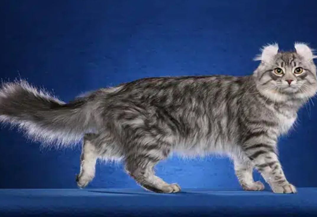 Kucing American Curl: Karakteristik, Perawatan, dan Harga