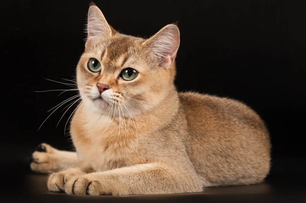 Kucing Burmilla: Karakteristik, Perawatan, dan Harga