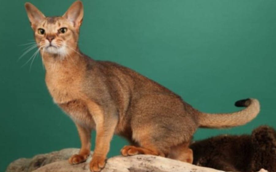 Harga Kucing Ceylon