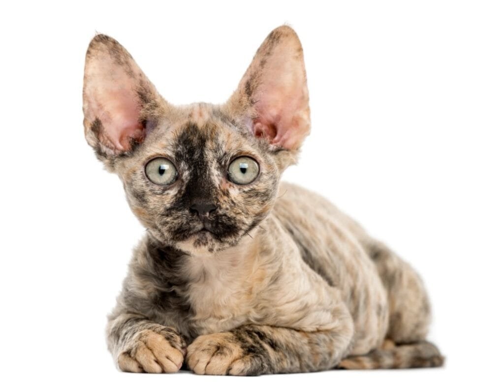 Harga Kucing Devon Rex
