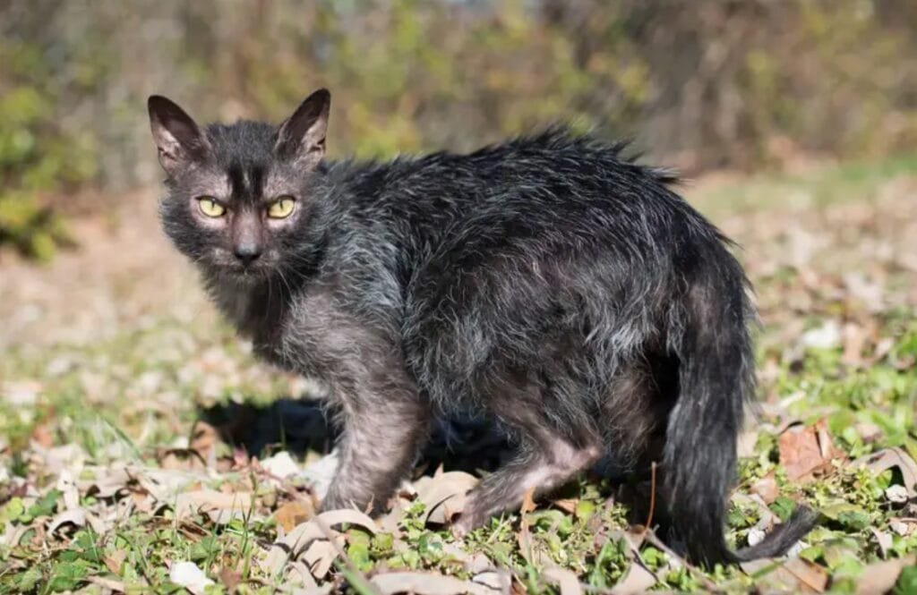 Harga Kucing Lykoi