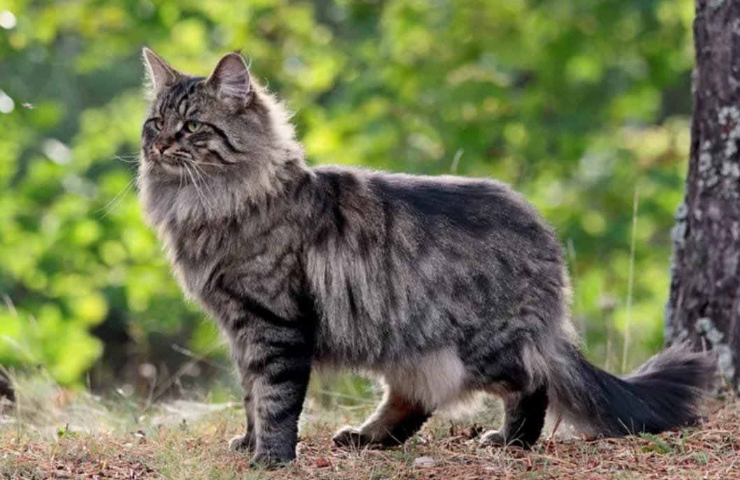 Kucing Norwegian Forest: Karakteristik, Perawatan, dan Harga