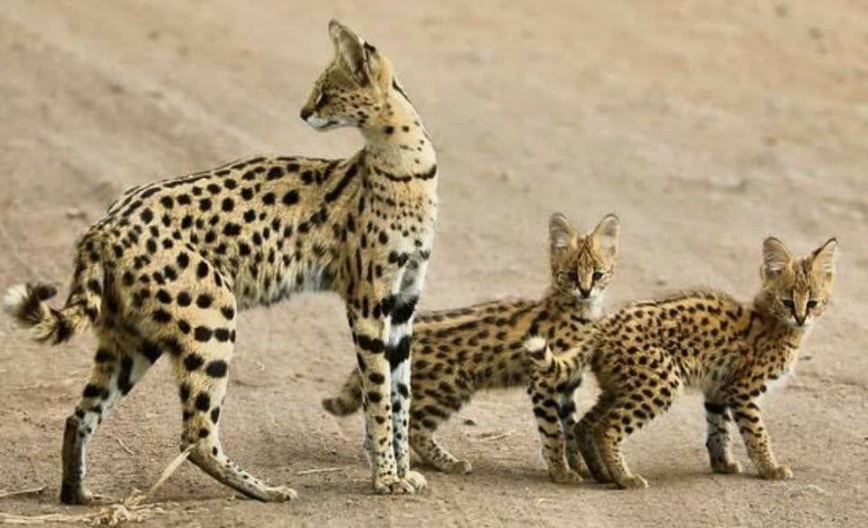 Harga Kucing Serval