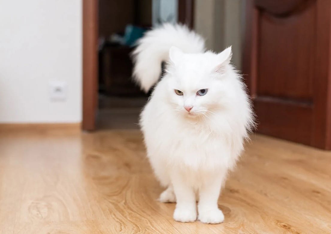 Kucing Turkish Angora: Karakteristik, Perawatan, dan Harga