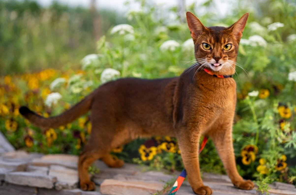 Kucing Abyssinian: Karakteristik, Perawatan, dan Harga