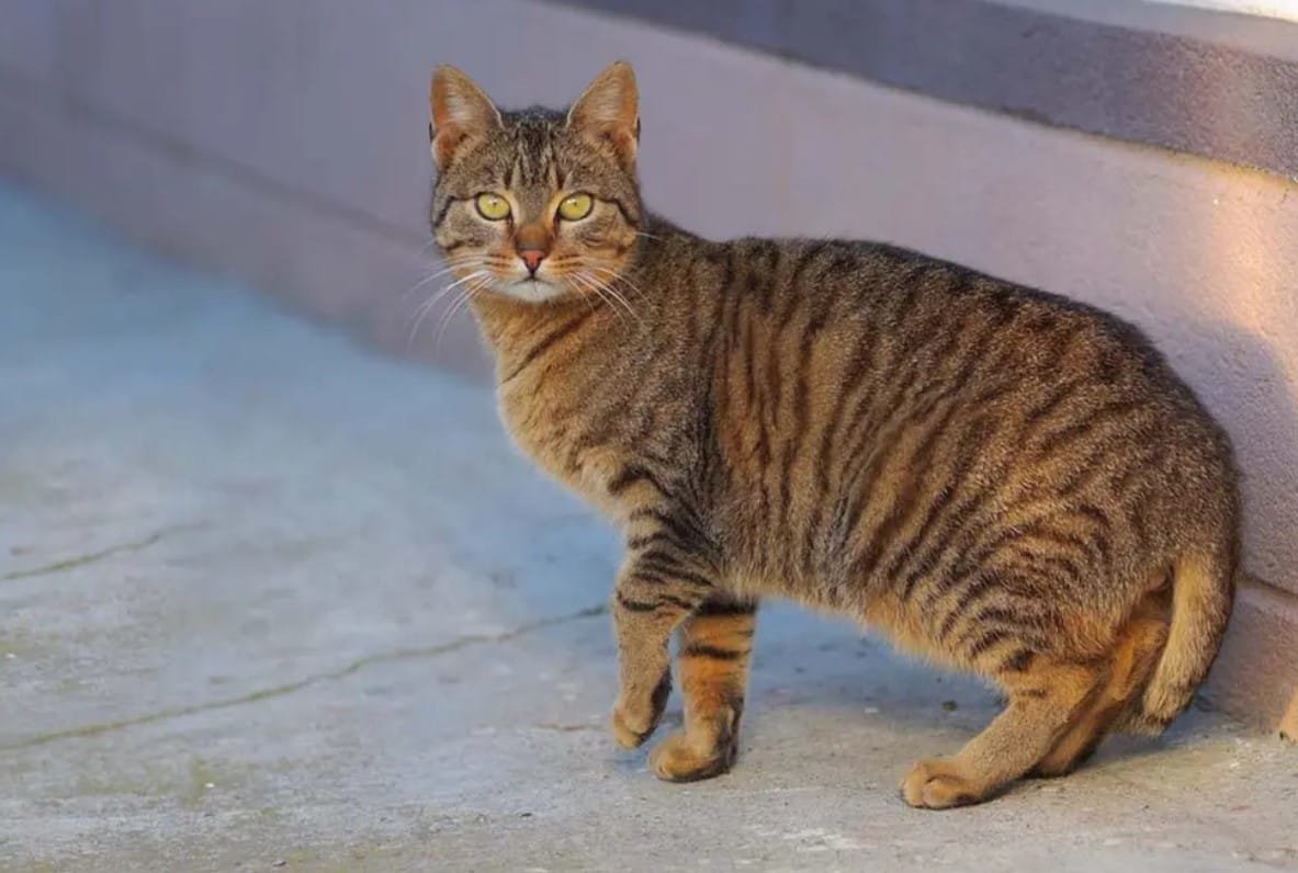 Kucing American Bobtail: Karakteristik, Perawatan, dan Harga