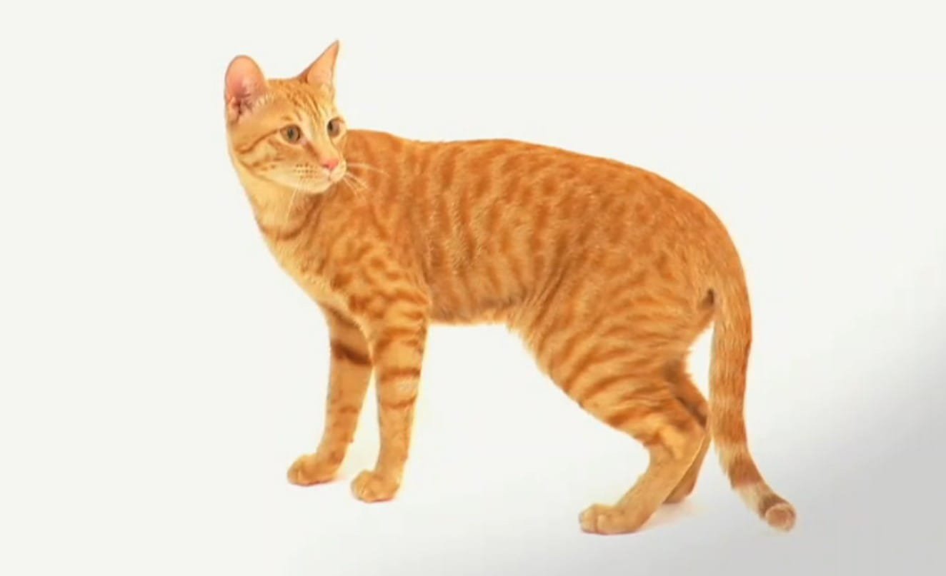Kucing Arabian Mau: Karakteristik, Perawatan, dan Harga