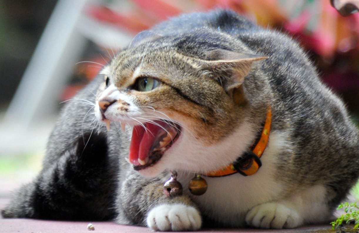 Kenapa Kucing Galak dan Agresif