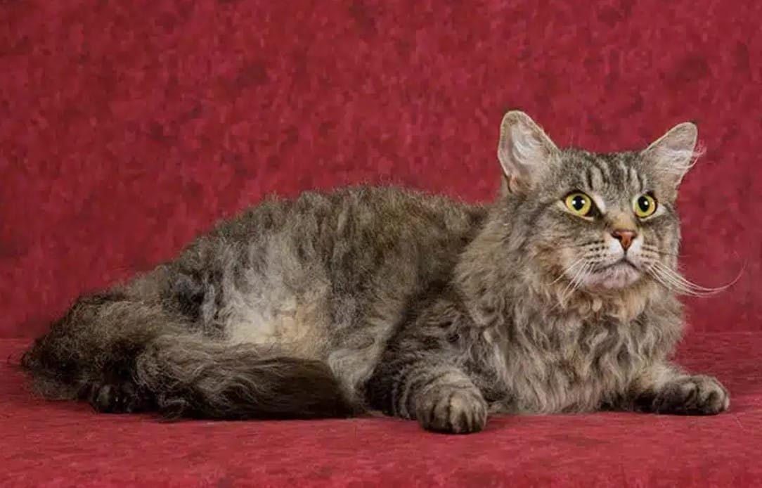 Kucing LaPerm: Karakteristik, Perawatan, dan Harga