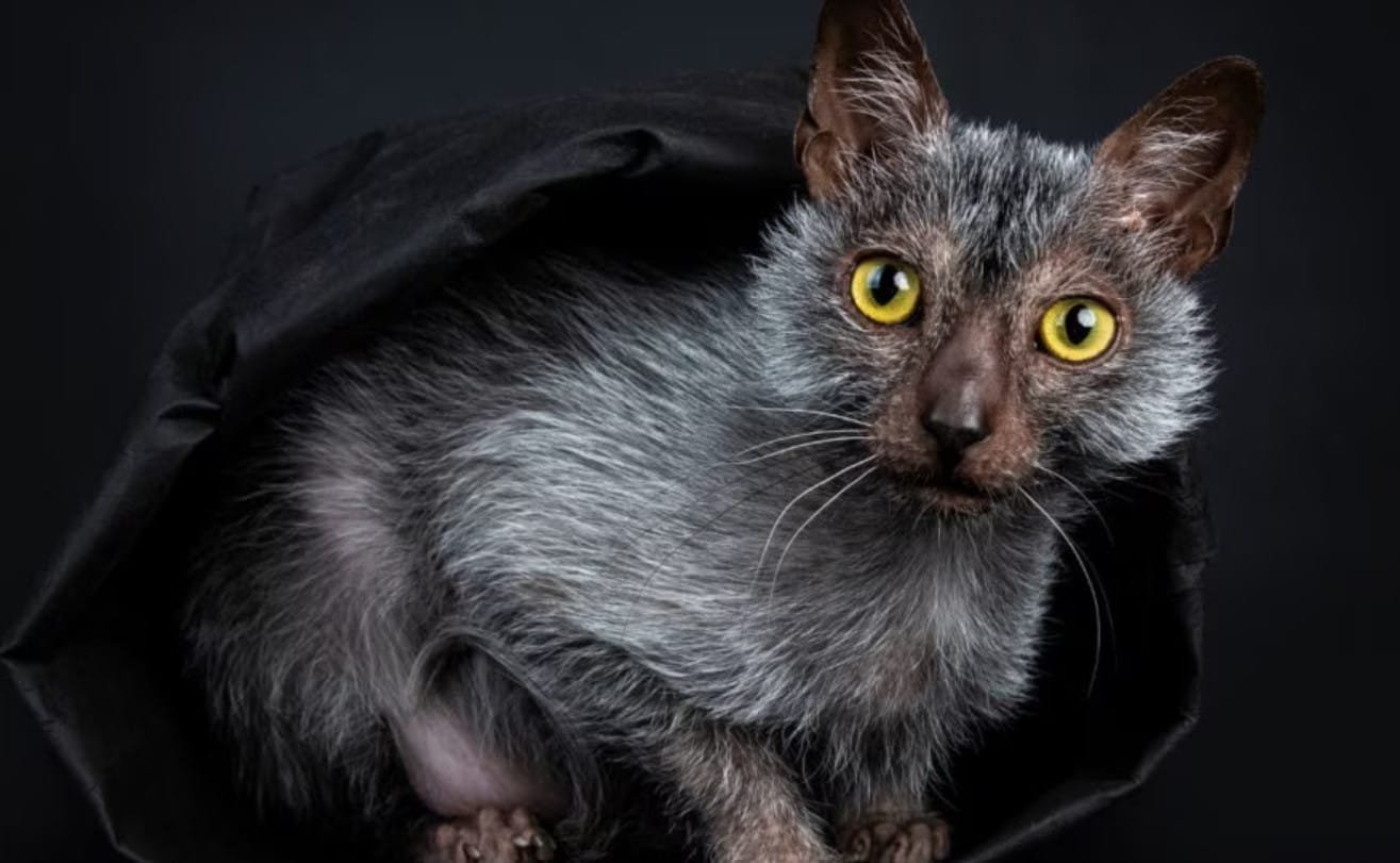 Kucing Lykoi: Karakteristik, Perawatan, dan Harga