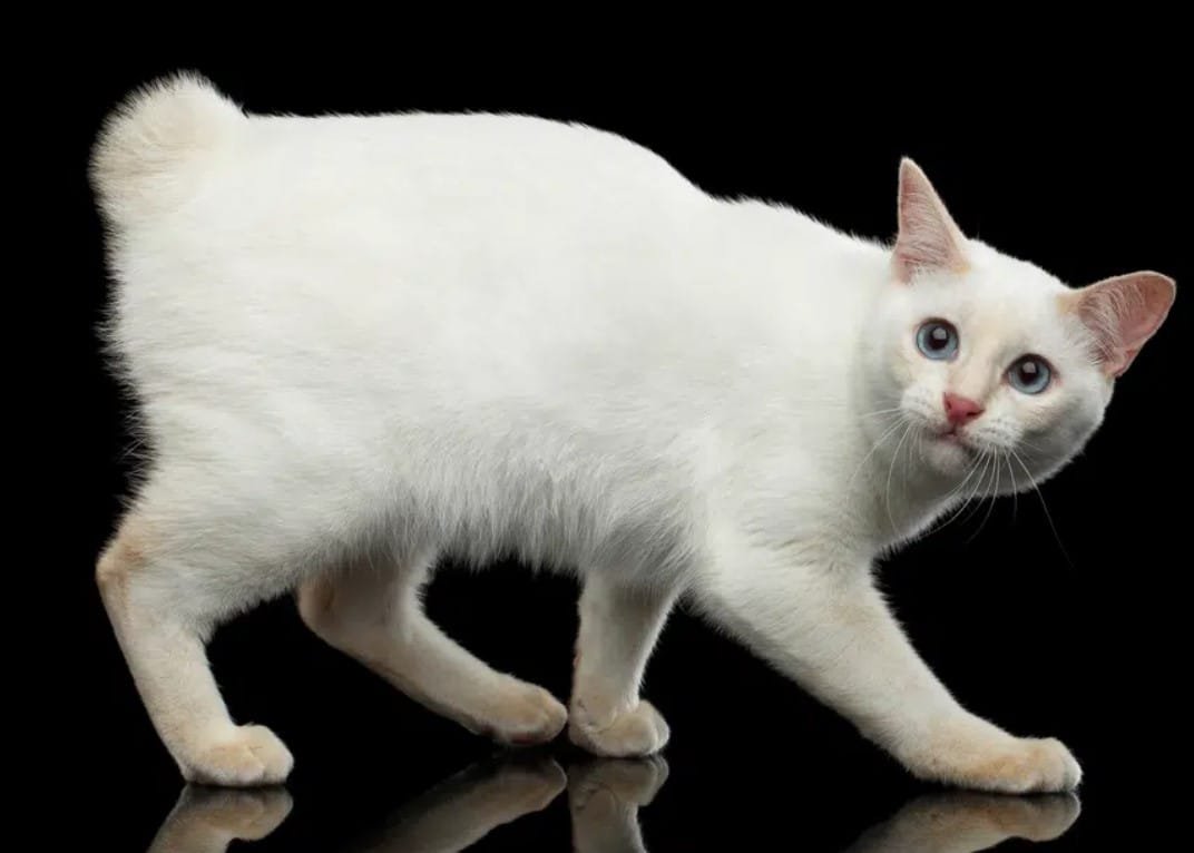 Kucing Mekong Bobtail: Karakteristik, Perawatan, dan Harga