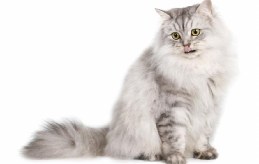Kucing Ragamuffin: Kucing Besar yang Ramah dan Penyayang