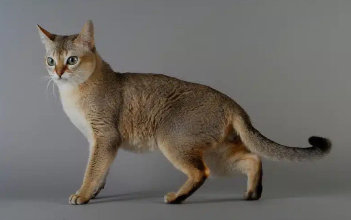 Kucing Singapura: Karakteristik, Perawatan, dan Harga