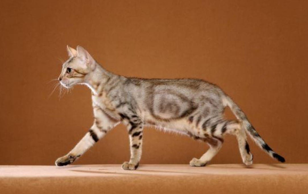 Kucing Sokoke: Karakteristik, Perawatan, dan Harga