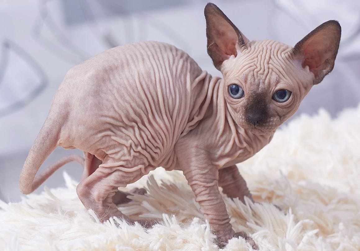 Kucing Sphynx: Karakteristik, Perawatan, dan Harga