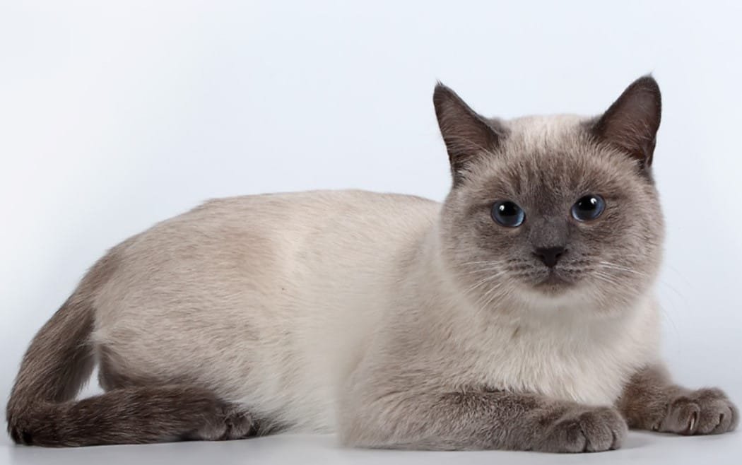Kucing Thai Blue Point: Karakteristik, Perawatan, dan Harga