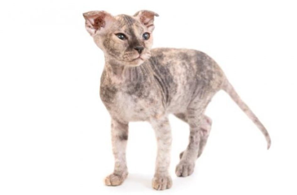 Kucing Ukrainian Levkoy