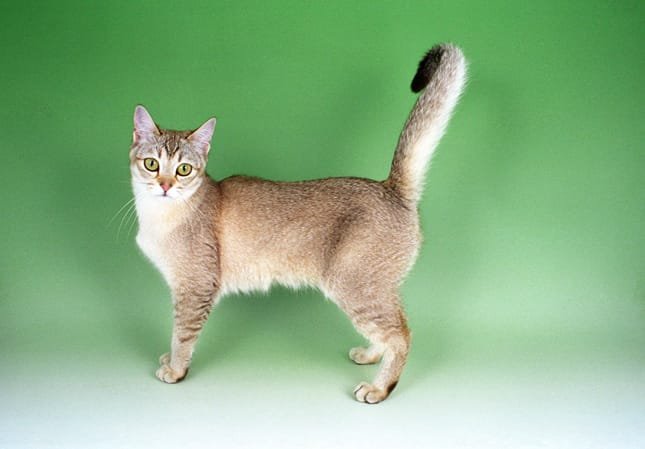 Kucing burmilla