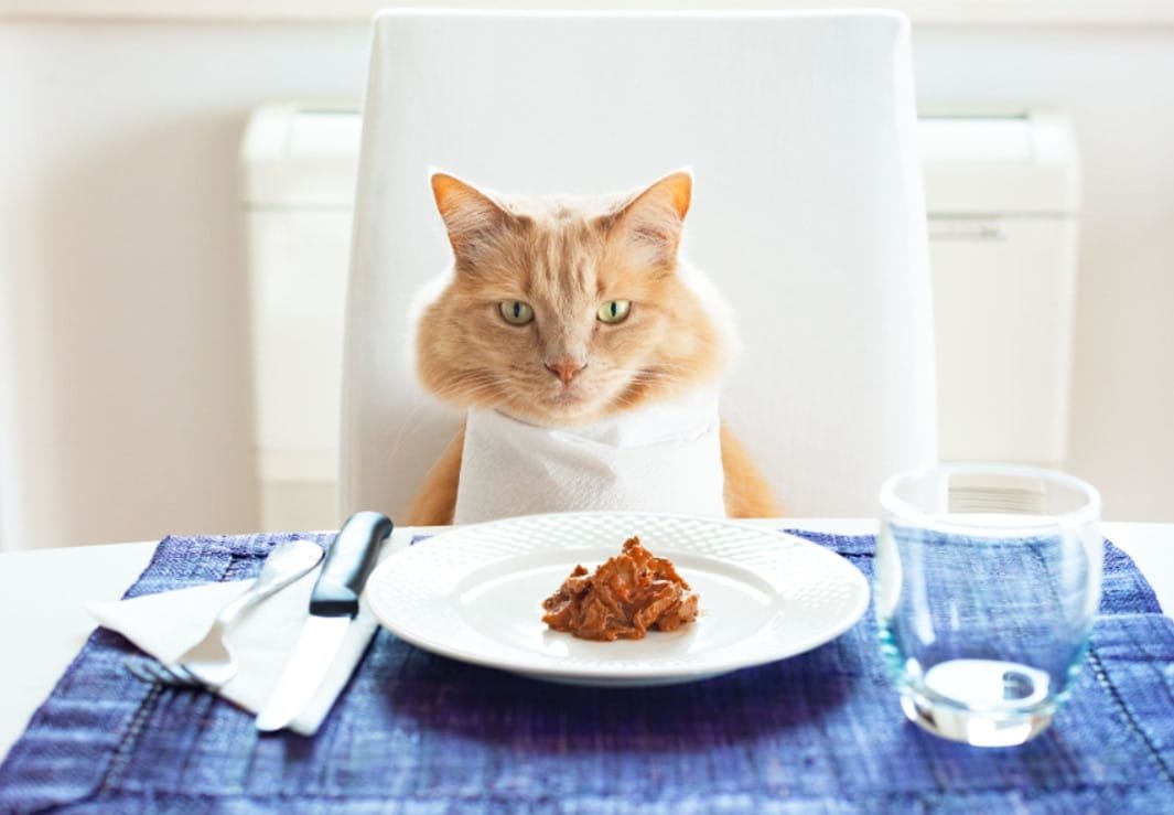 Makanan Kucing Homemade