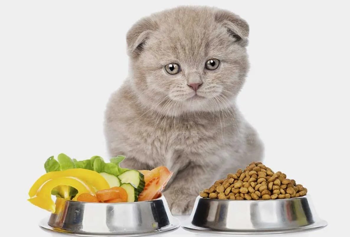 Memilih Makanan Kucing Sesuai Usia