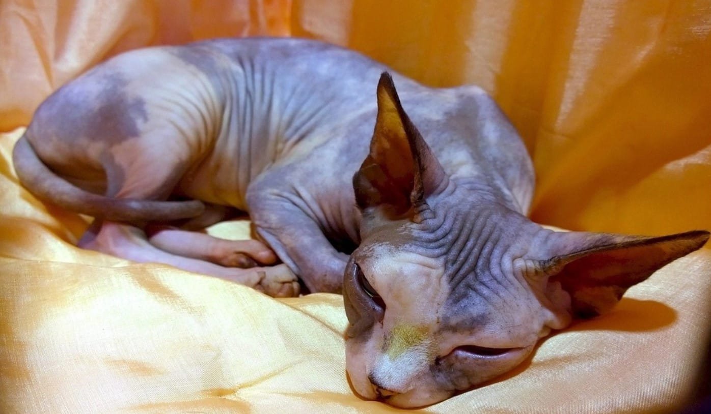 Merawat Kucing Sphynx