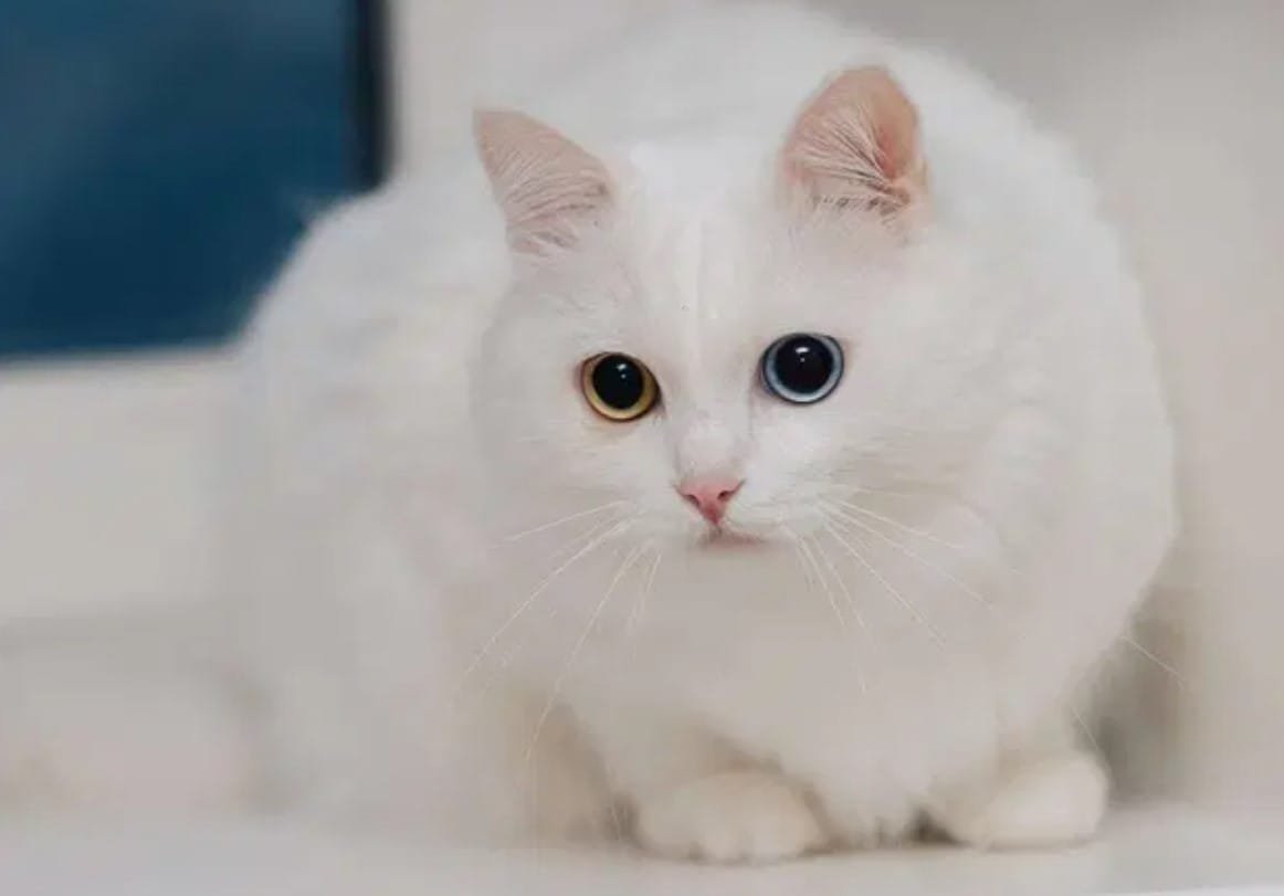10 Tips Perawatan Kucing Anggora agar Bulu Tetap Lebat dan Lembut!